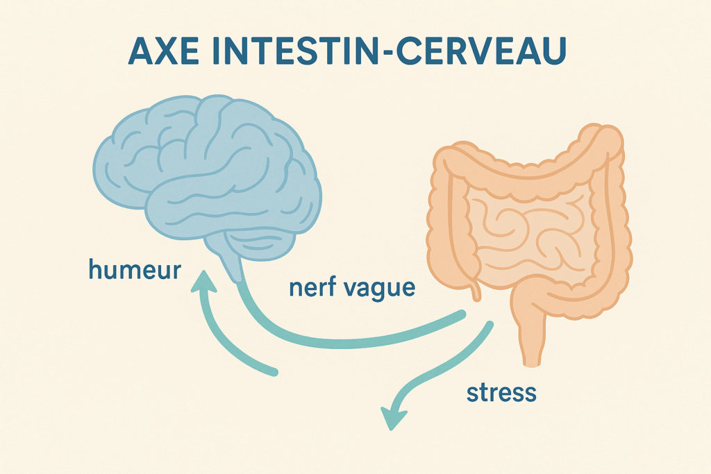 axe intestin cerveau